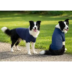 Two dogs wearing blue raglan T-shirts stand on a gravel path in a green grassy area. One dog faces forward while the other looks back.