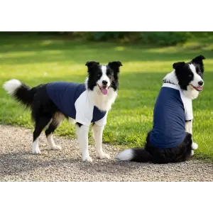 Two black and white dogs wearing blue and white raglan t-shirts in a grassy outdoor setting.