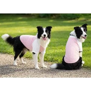 Two black and white dogs wearing pink raglan t-shirts stand on a gravel path in a green outdoor setting.