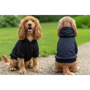 A pair of dogs wearing a black hoodie, one facing forward and the other sitting with its back to the viewer.