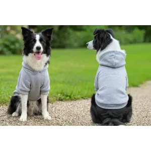 Two dogs, wearing grey hoodies, sit on a path in a grassy outdoor setting. One dog faces forward, while the other looks away.