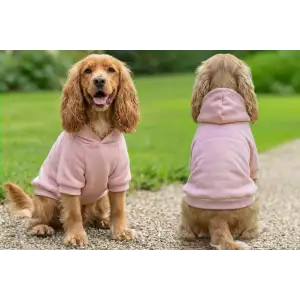 A pink dog hoodie on a golden cocker spaniel, showing both front and back views in a garden setting.