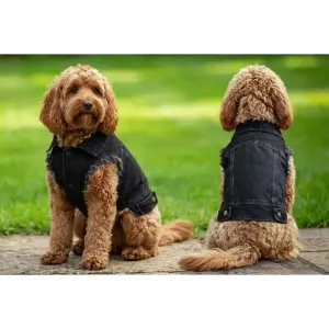 A black denim jacket designed for dogs, featuring a frayed hem, worn by two fluffy dogs from different angles.