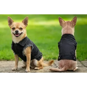 Two Chihuahuas wearing black denim jackets sit on a grassy surface, one facing forward and the other facing away.