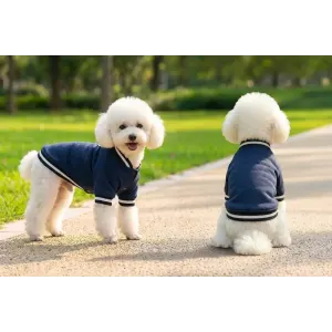 A small white dog wearing a navy varsity jacket stands on a path, with another similar dog in the background.