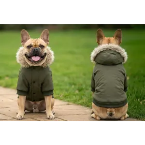 A dog parka jacket in olive green, featuring a fur-lined hood, worn by a French Bulldog from the front and back.