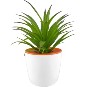 A white mini desk plant pot with an orange rim and a green, spiky plant inside.