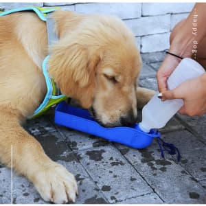 A drink bottle with a blue tray on a grey surface, as a golden retriever drinks from it. Includes a logo.