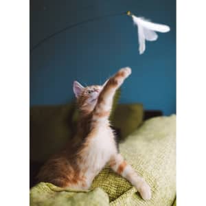 A playful orange cat reaching for a feather toy against a blue background, with a green couch in the foreground.