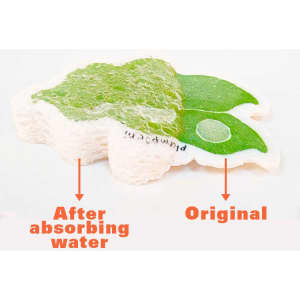 An expandable dishwashing sponge in green and white, showing two stages: original and after absorbing water.