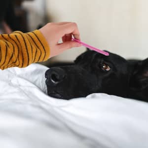 A pink pet flea comb is being used on a black dog lying on a white blanket.