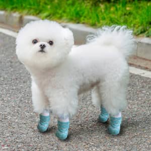 A fluffy white dog wearing blue patterned socks stands on a gravel path, with green grass in the background.
