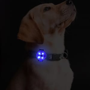A dog wearing a grey collar with a glowing blue LED light attached.