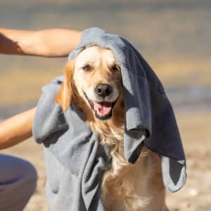 A golden retriever with a grey towel draped over its head, smiling outdoors by a beach.