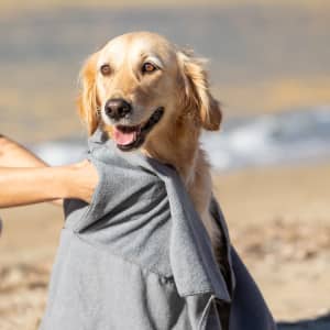 A golden retriever happily wearing a grey towel on a beach, with waves in the background.