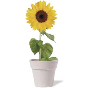 A flowerpot with a large yellow sunflower and green leaves, set against a plain background. The pot is light-coloured.