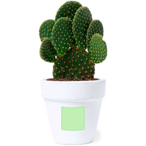 A green cactus in a white flowerpot features a blank space for custom branding.
