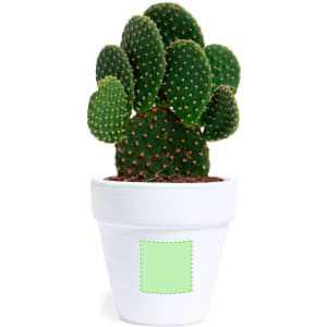 A green cactus with spiky pads in a white flowerpot. The pot features a blank area for customisation.
