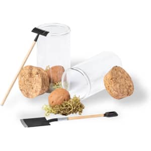 A clear glass container next to two brown seed bonbons and gardening tools, including a small rake and shovel.