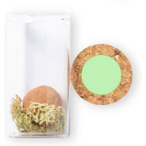 A glass container with a cork lid, featuring a brown seed bonbon and green moss inside.