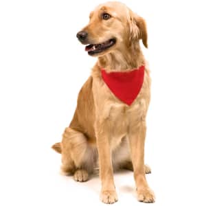 A golden retriever wearing a red bandana-style collar, sitting against a white background.