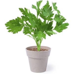 A grey flowerpot containing a healthy plant with vibrant green leaves. The pot has a simple, modern design.