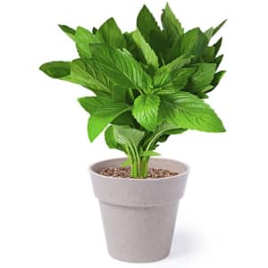 A flowerpot set featuring a grey pot with lush green leaves sprouting from the soil.