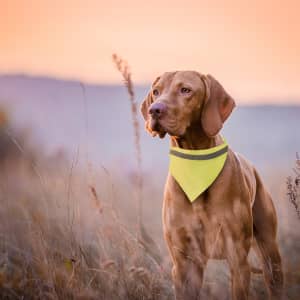 A dog wearing a bright yellow bandana collar stands in a field during sunset, with soft orange and purple hues in the background.