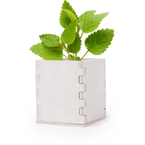 A square light wood flowerpot with green herbal leaves growing from it. It has a simple, modern design and a logo.