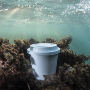 A white drink cup submerged underwater, surrounded by seaweed, with sunlight filtering through the water.