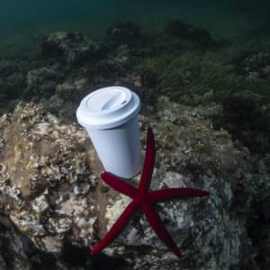 A white drink cup with a lid placed on a rock underwater next to a red starfish.