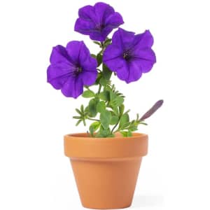 A flowerpot featuring three vibrant purple petunia flowers in a terracotta pot with green foliage.