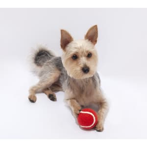 A small dog with fluffy fur rests while holding a red ball. The background is plain white.