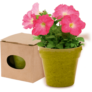 A green flowerpot with pink petunia flowers, accompanied by a cardboard box featuring a circular cutout.