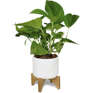 A planter with a white ceramic pot and a bamboo base, featuring lush green Pothos plant foliage.