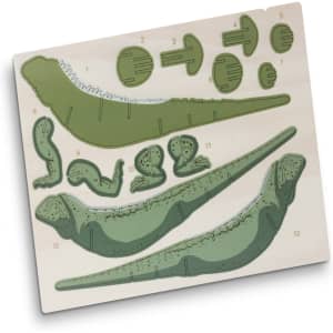 A wooden model kit featuring green pieces shaped like a tuatara, set on a wooden base with cut-out segments.