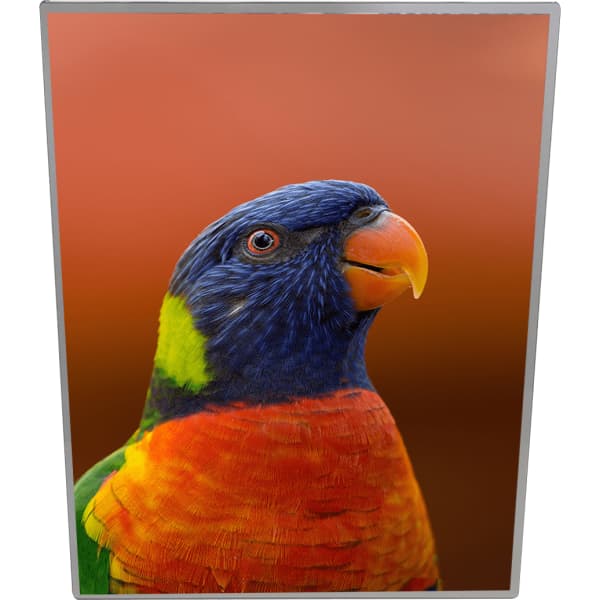 A brightly coloured A4 light box featuring a vibrant image of a rainbow lorikeet against an orange background.