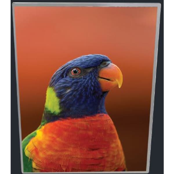 A vibrant A3 light box featuring a close-up image of a colourful parrot against an orange background.