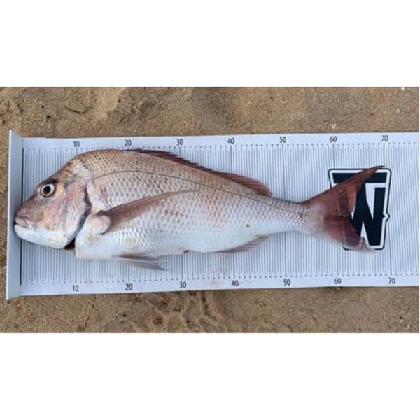 A vinyl fishing brag mat displaying a captured fish, featuring a measurement scale in white on a sandy background.