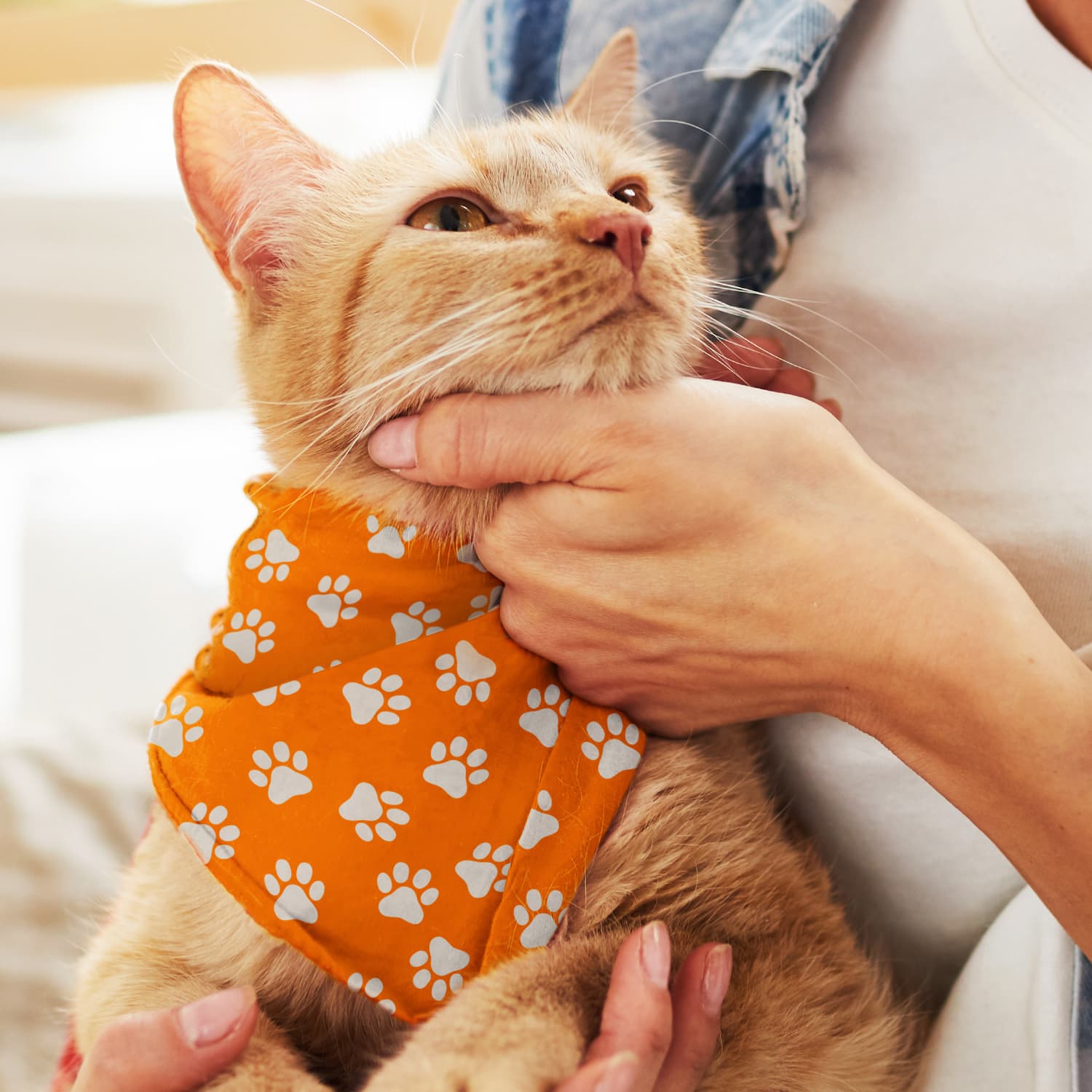 Pet Bandana - Small - image 2