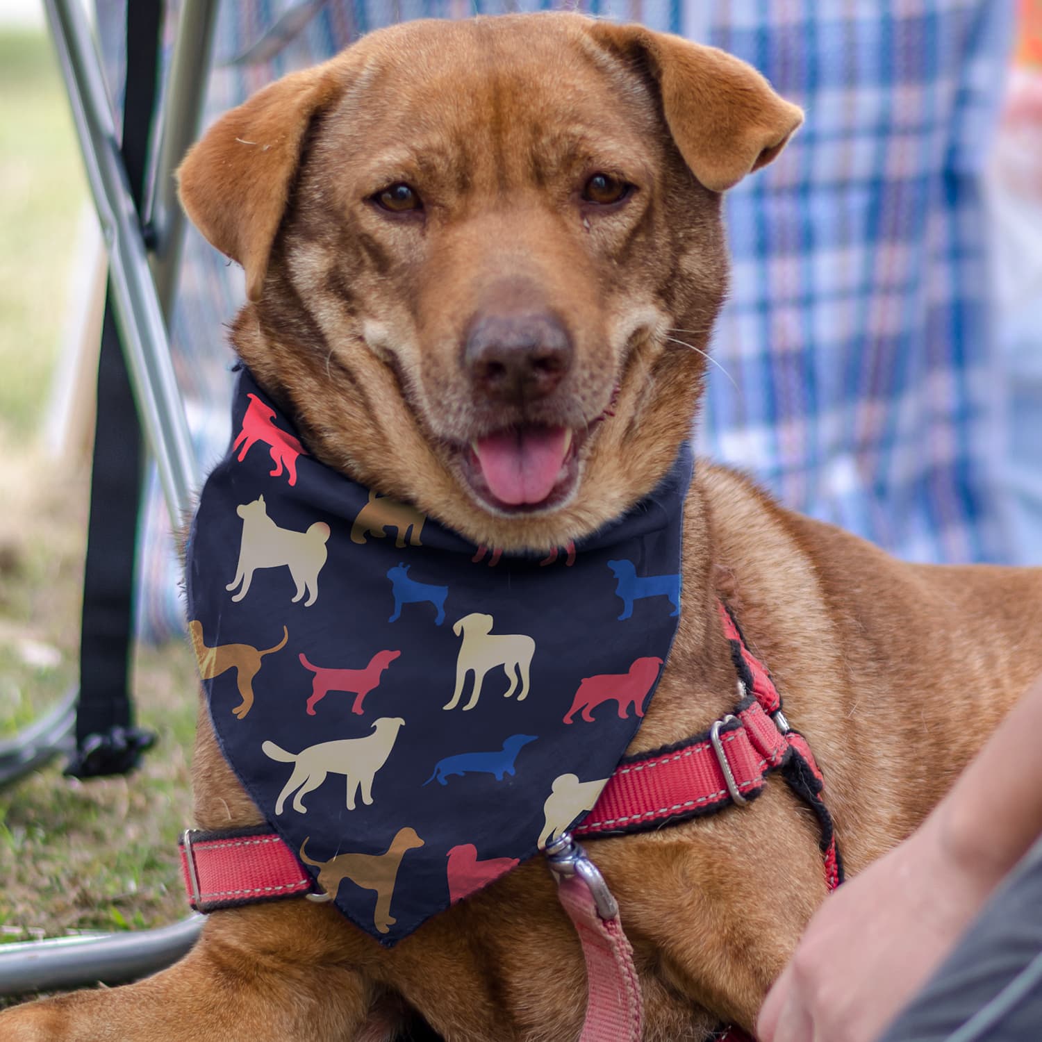 Pet Bandana - Medium - 123659 Image
