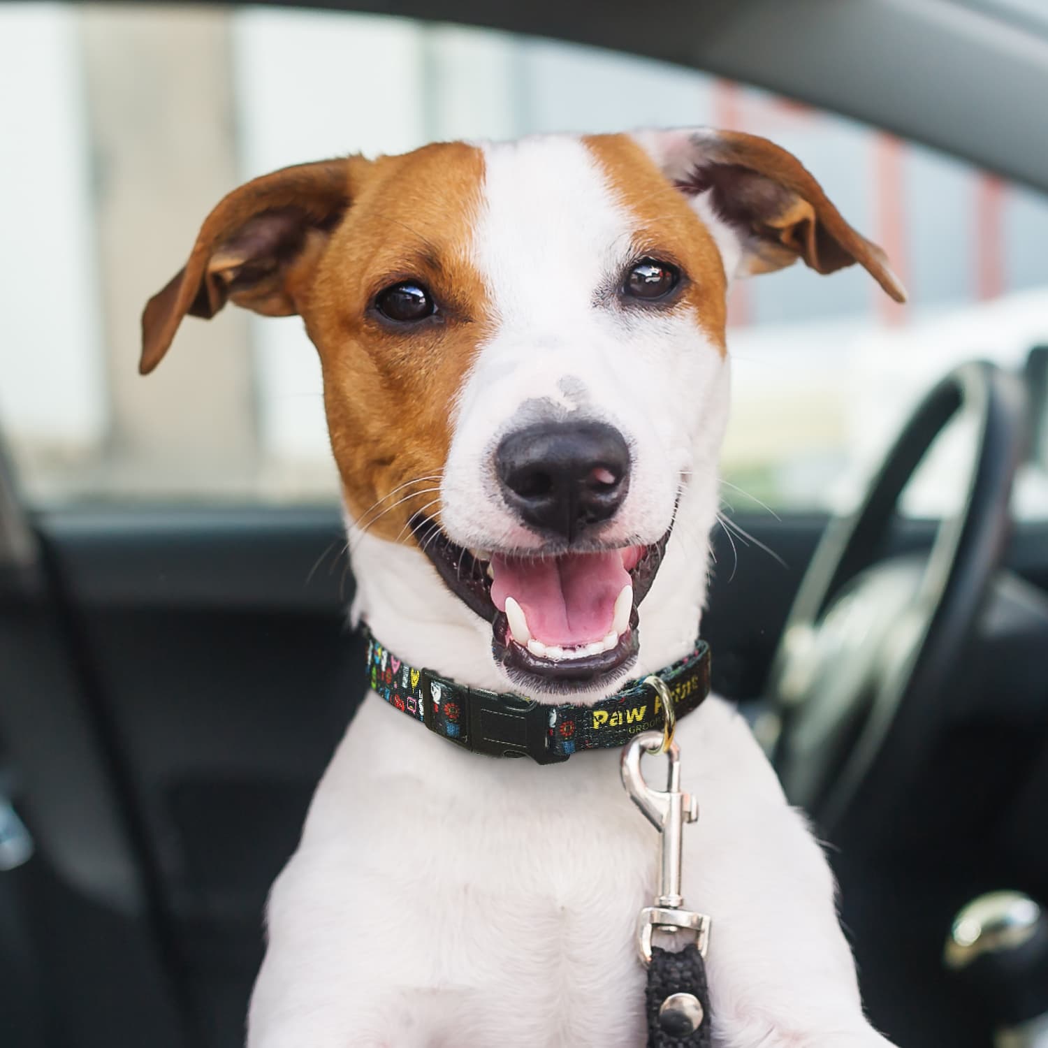 Amigo Dog Collar - 125070 Image