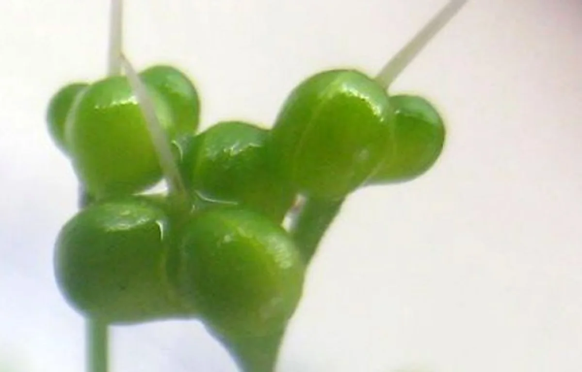 Syltet ramsløgsknopper (nordiske kapers) Syltet ramsløgsknopper (nordiske kapers)
