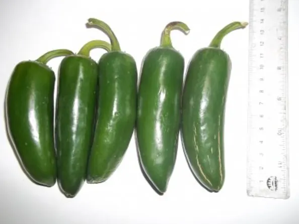 Store jalapeño.