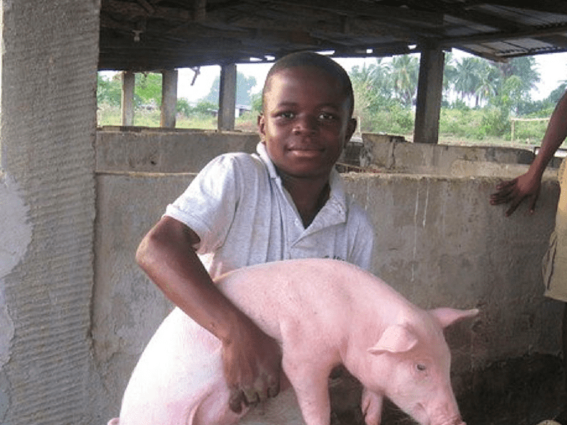 feed a community in liberia missio franciscan works