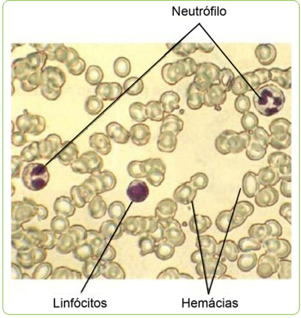 biologia-medicina-vestibular-18