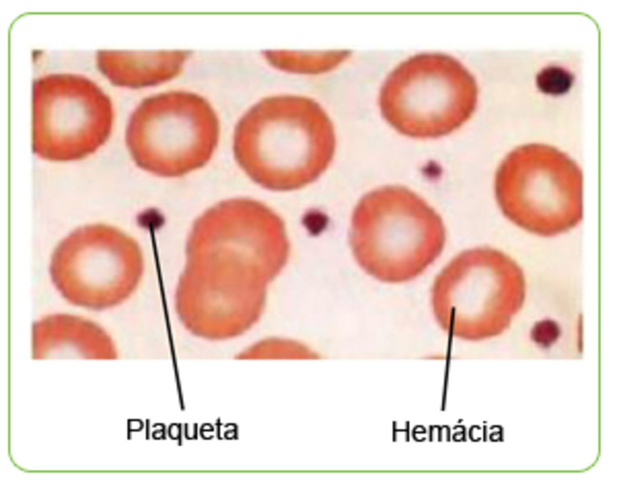 biologia-medicina-vestibular-20