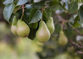Distinguishing stars from dogs: Provar’s Role in the South Africa’s Deciduous Fruit Industry