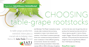 Choosing table-grape rootstocks