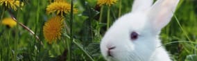 PETA Cruelty-Free